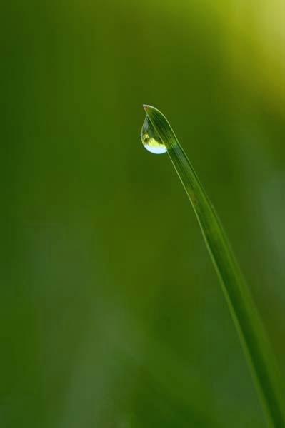 Dew-Drop.jpg
