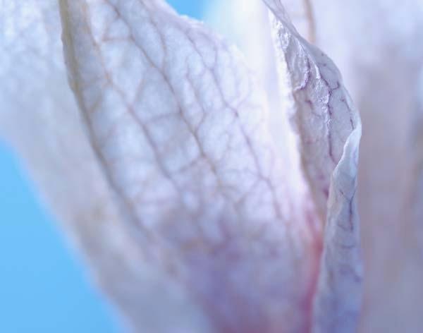 Dried-Orchid-Flower.jpg