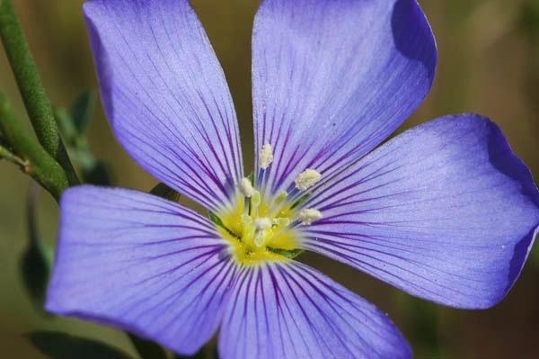 Flax-Blue.jpg
