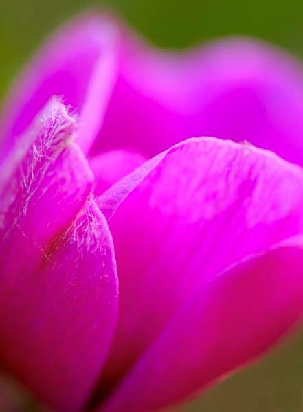 Fuchsia-Anemome-.jpg