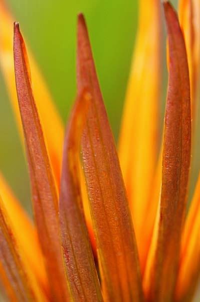 Gazania-Spikes.jpg