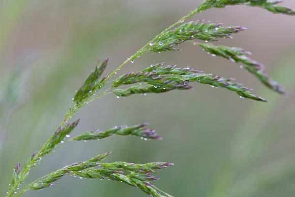 Grass-Seed.jpg