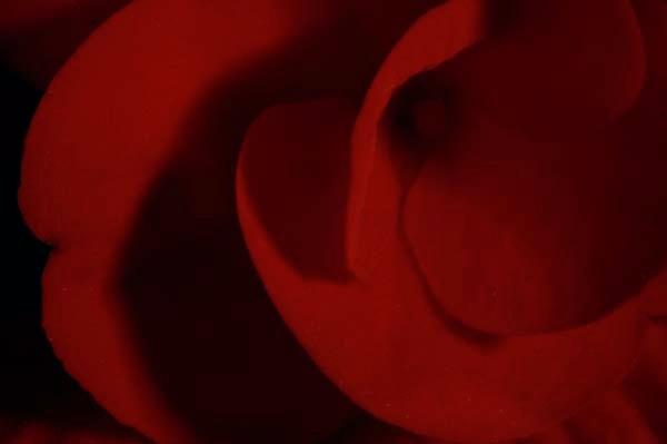 Lady-in-Red.jpg