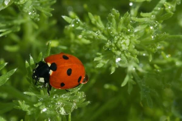 Ladybird.jpg