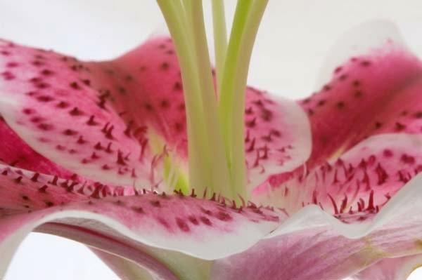 Lilly-Bowl.jpg