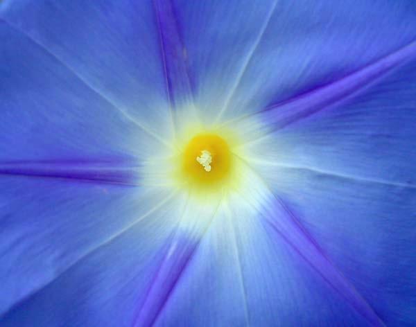 Morning-Glory.jpg