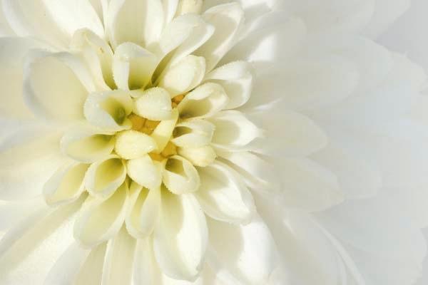 Mums-the-Word.jpg
