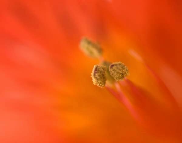 Orange-Fire.jpg