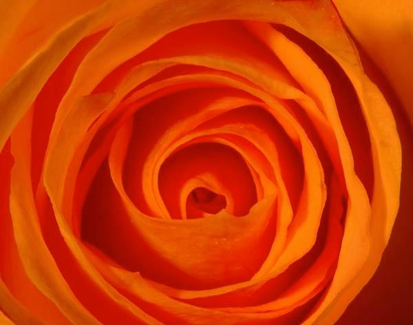 Orange-Rose.jpg
