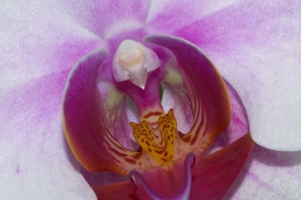 Orchid-Irridescence.jpg