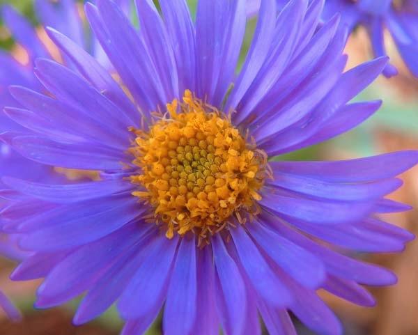 Pastel-Purple.jpg