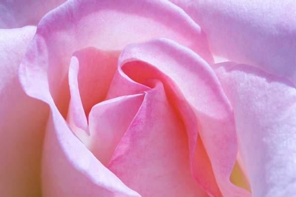 Petal-Pink.jpg