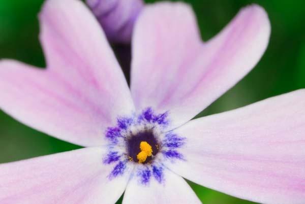 Purple-Phlox.jpg