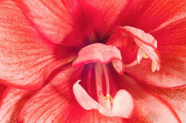 Red-Amarylilis.jpg