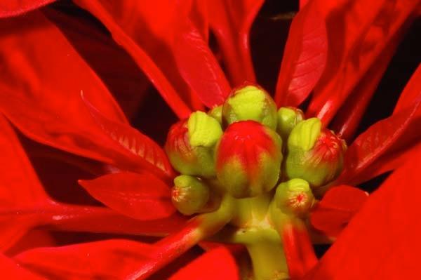 Red-Poinsettia-Buds.jpg