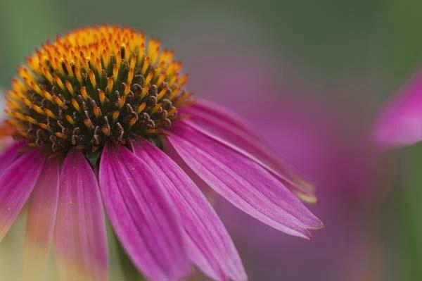 Rhapsody_in_Pink_and_Orange.jpg