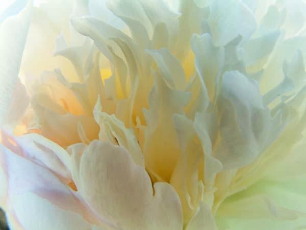 The-Many-Colors-of-White.jpg
