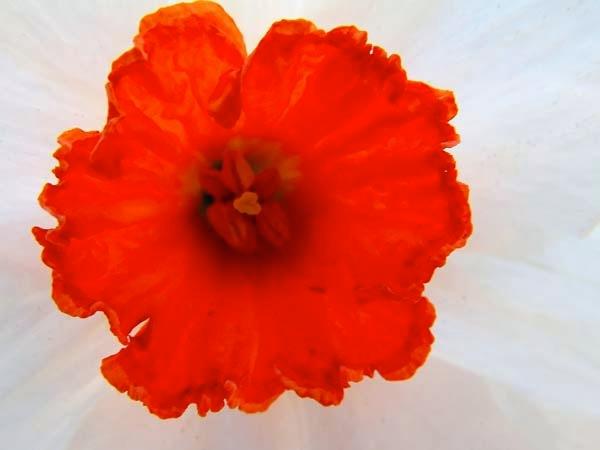 White-Dafodil.jpg