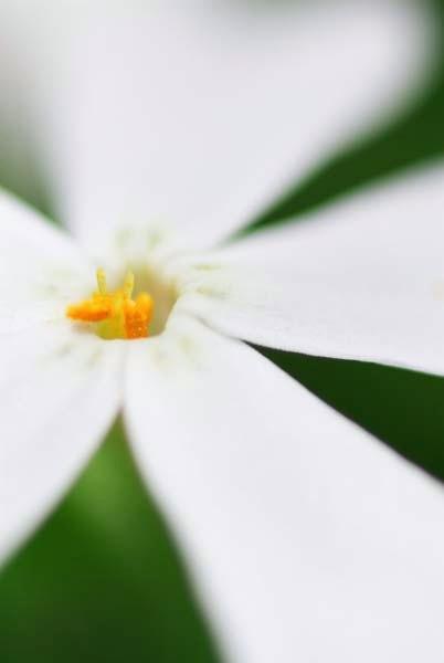 White-Phlox.jpg