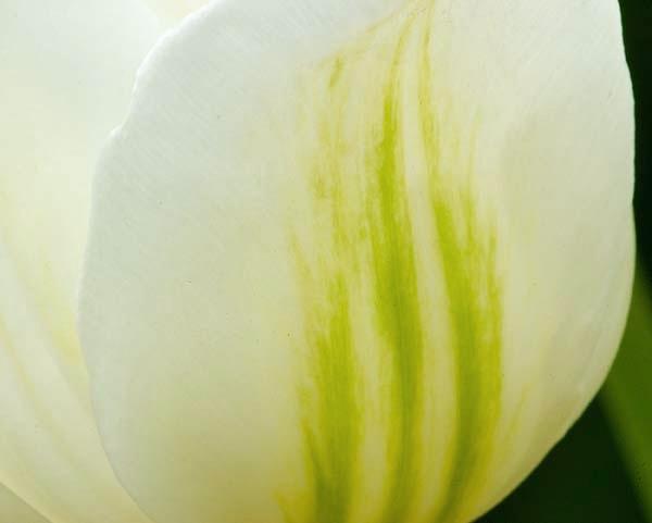White-Tulip.jpg