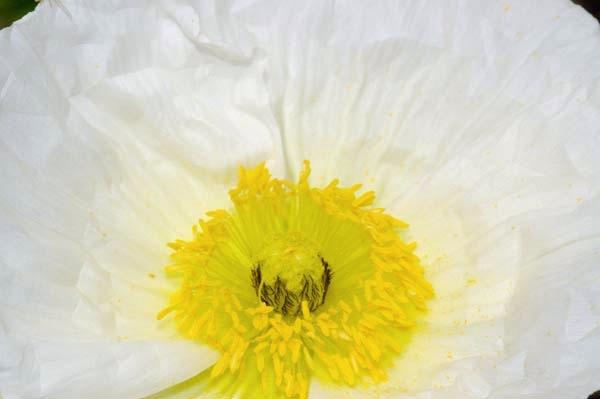 Yellow-Freckles.jpg