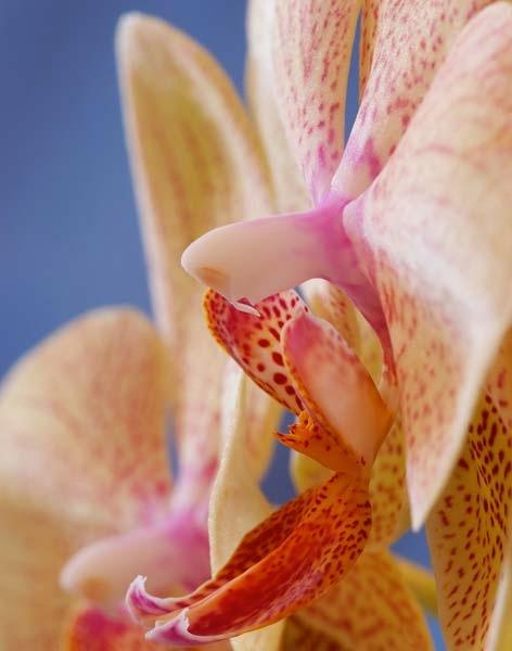 Yellow-Orchids-in-a-Row.jpg