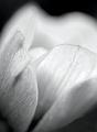 Black-and-White-Anemome-