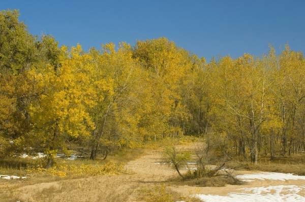 Cottonwoods-in-Kiowa-Creekbed.jpg