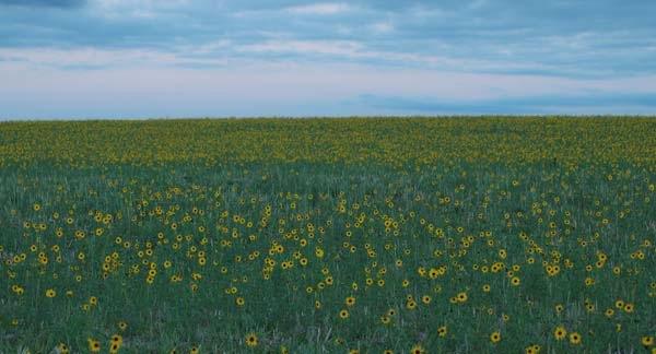 Field-of-Susans.jpg