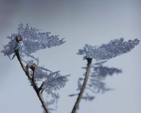 Frost-Crystals.jpg