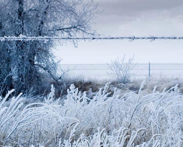Frosty-Barbed-Wire.jpg