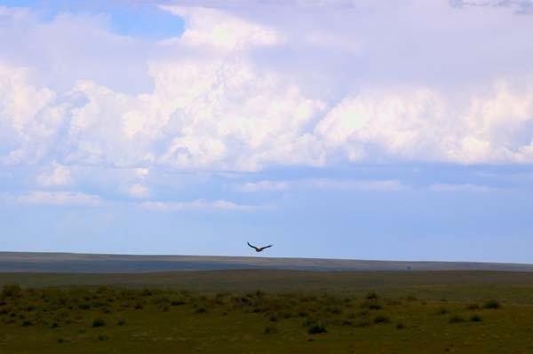 Hawk-Flying-over-the-Plains.jpg