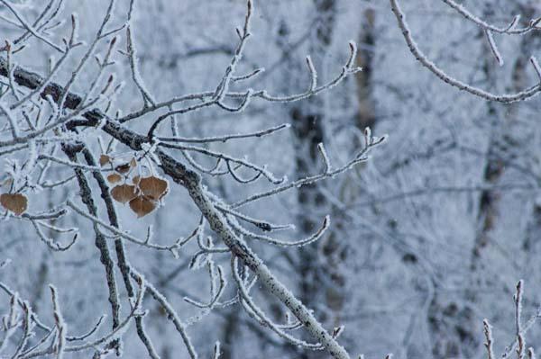 Heavily-Frosted-Cottonwoods.jpg