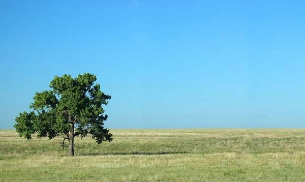 Solitary-Tree-on-the-Prairie_Panorama.jpg